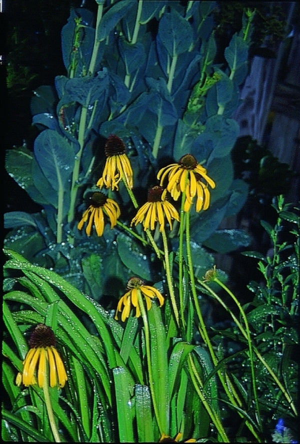 Image of Echinacea paradoxa