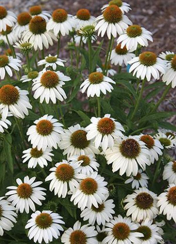 Image of Echinacea purpurea 'Avalanche' PP 18,597