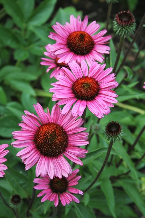 purple coneflower butterfly plants