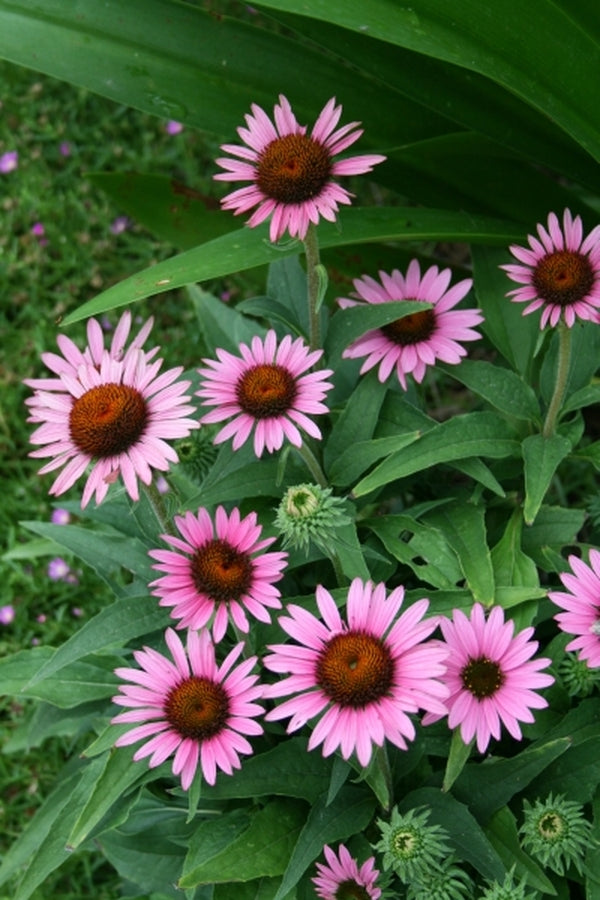 Image of Echinacea purpurea 'Lilliput' PP 18,841