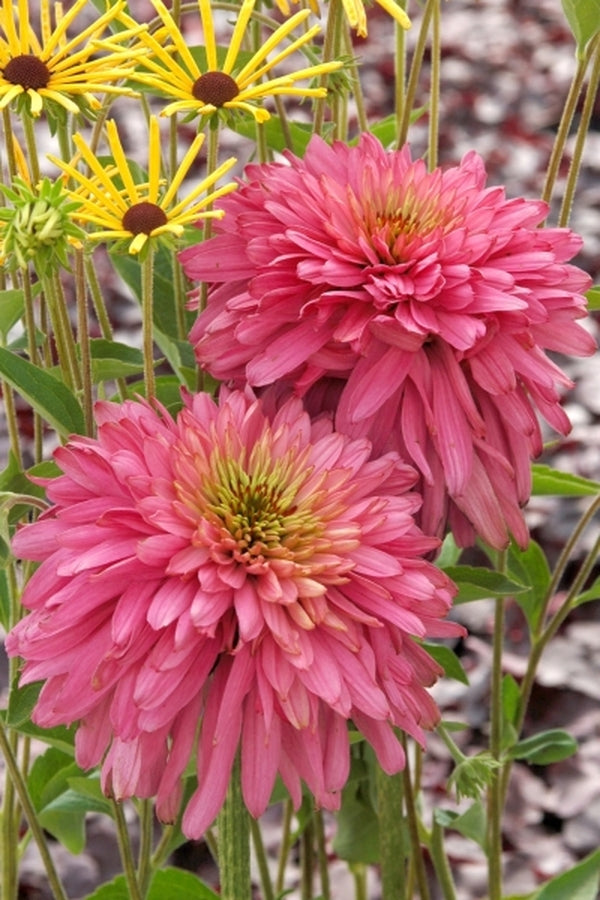 Image of Echinacea purpurea 'Pink Poodle' PP 19,428