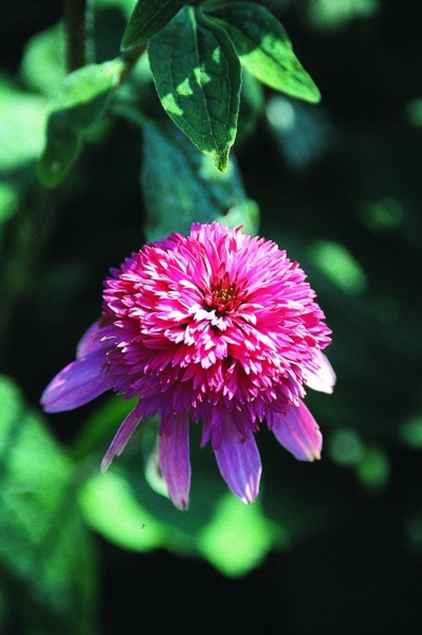 Image of Echinacea purpurea 'Razzmatazz' PP 13,894