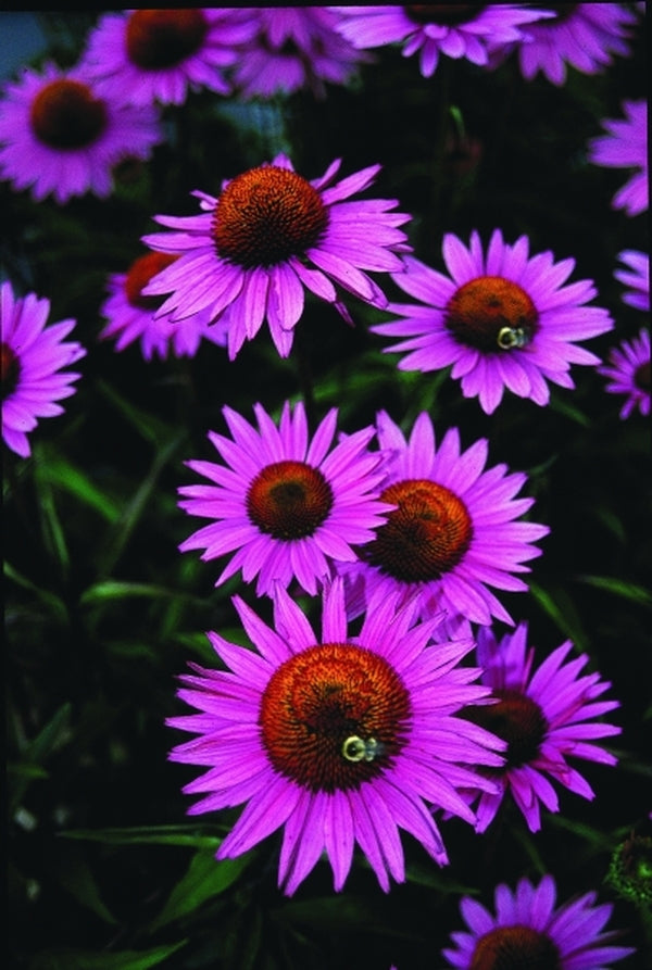 Image of Echinacea purpurea 'Ruby Giant'