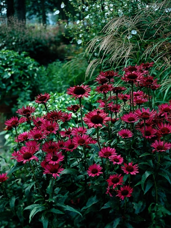 Image of Echinacea purpurea 'Vintage Wine' PP 13,893