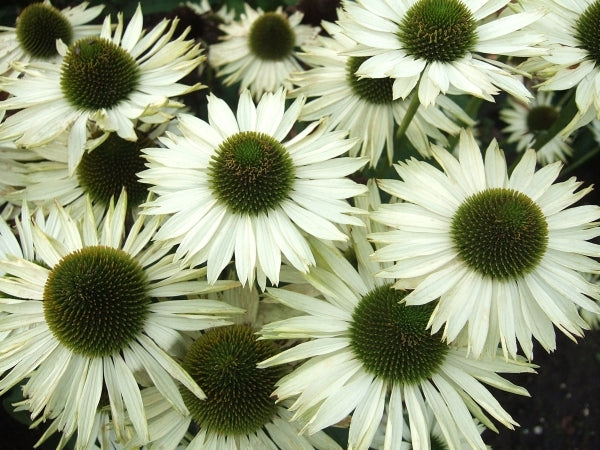 Image of Echinacea purpurea 'Virgin' PP 186,84