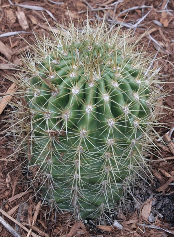 Image of Echinopsis formosa var. amaichensis 'Tafi del Valle'