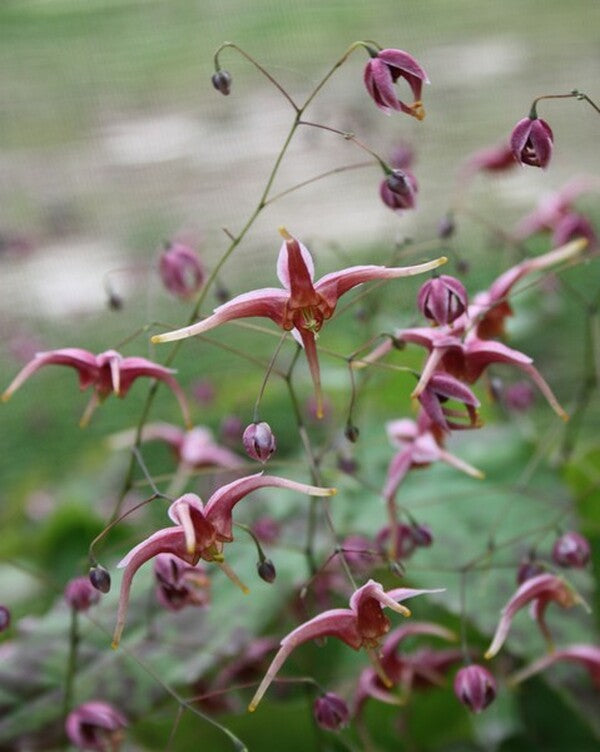 Image of Epimedium 'William Stearn'