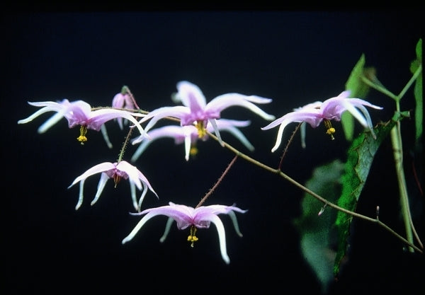 Image of Epimedium brachyrrhizum