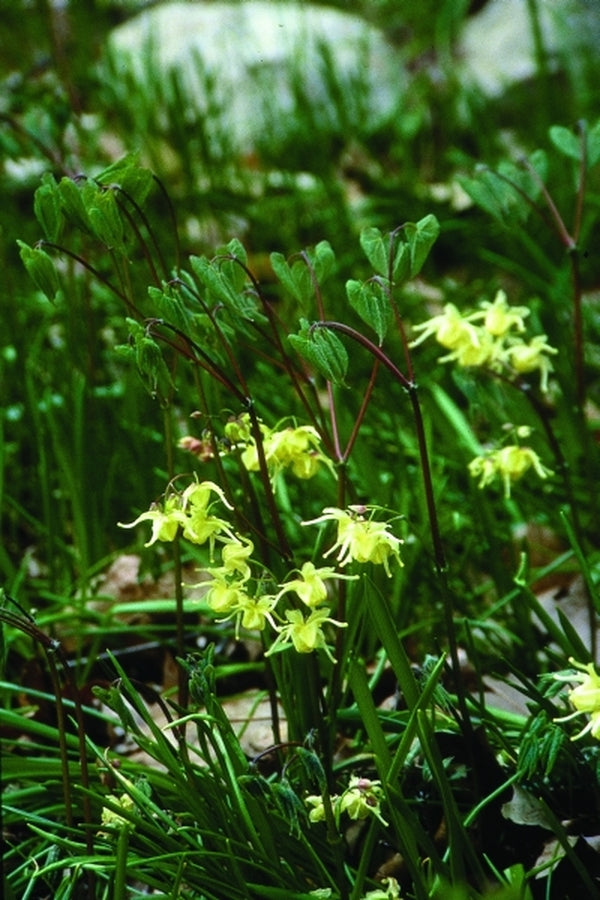 Image of Epimedium koreanum 'Harold Epstein'