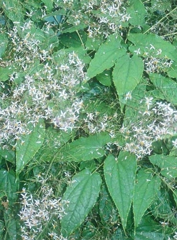 Image of Epimedium pubescens