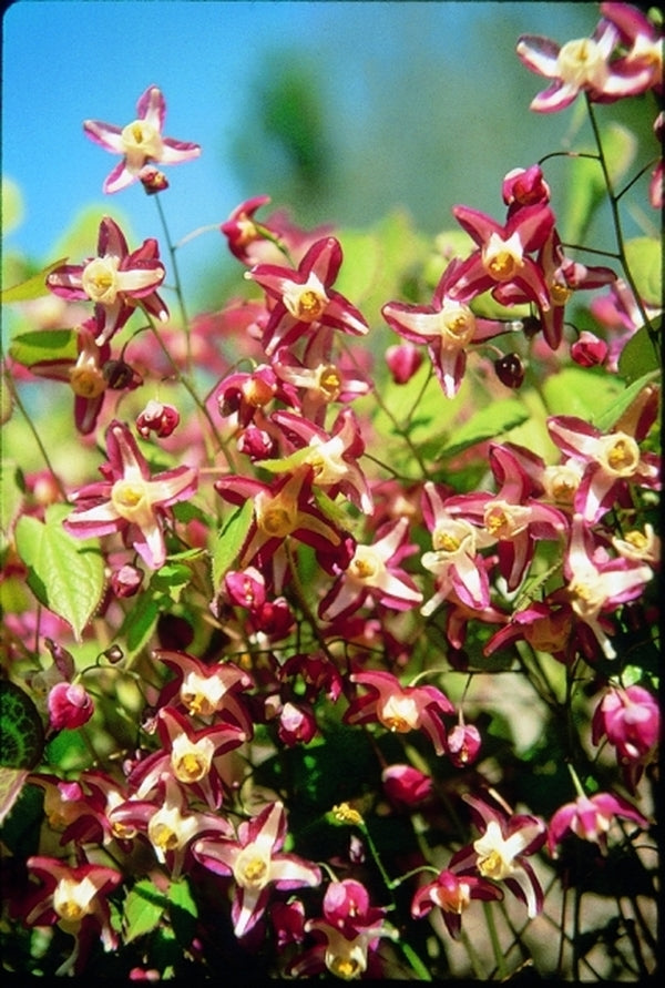 Image of Epimedium x rubrum