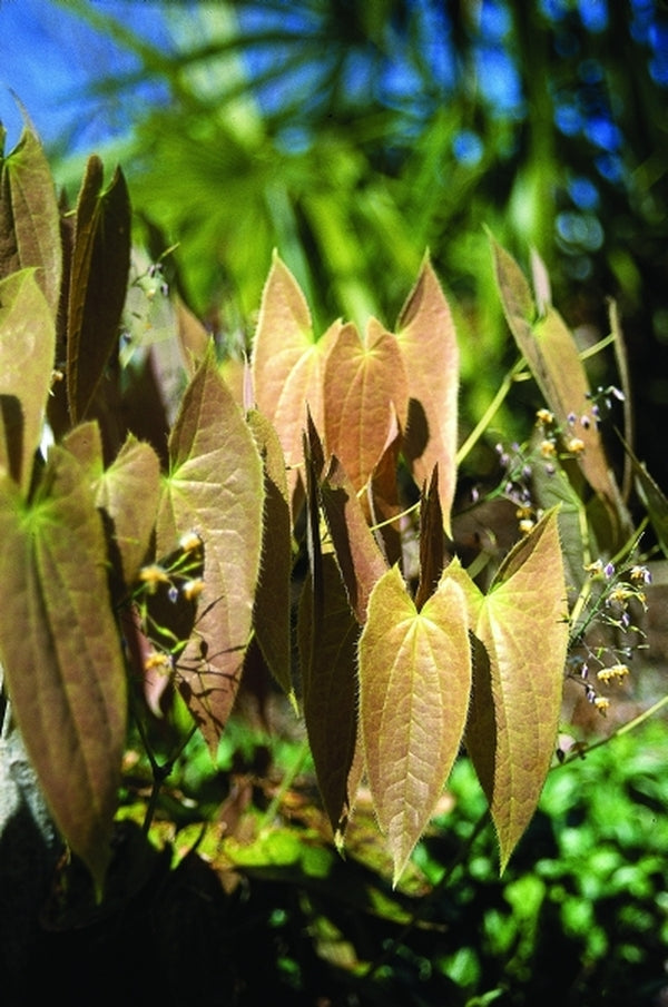 Image of Epimedium sagittatum