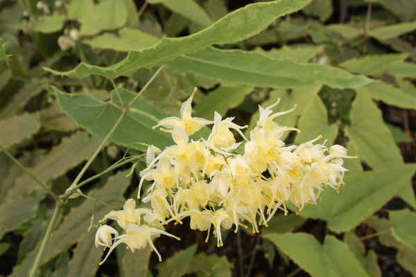 Image of Epimedium wushanense