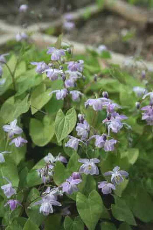 Image of Epimedium x youngianum 'Grape Fizz'