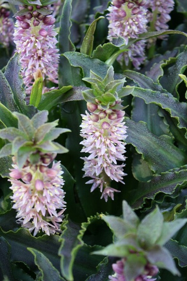 Image of Eucomis 'Mini Tuft Bright Pink'