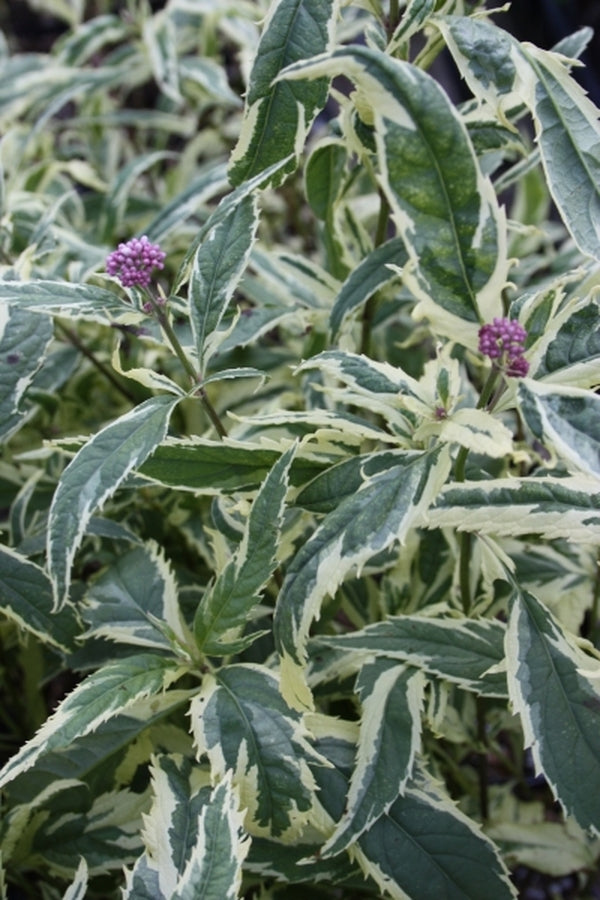 Image of Eupatorium fortunei 'Pink Frost'