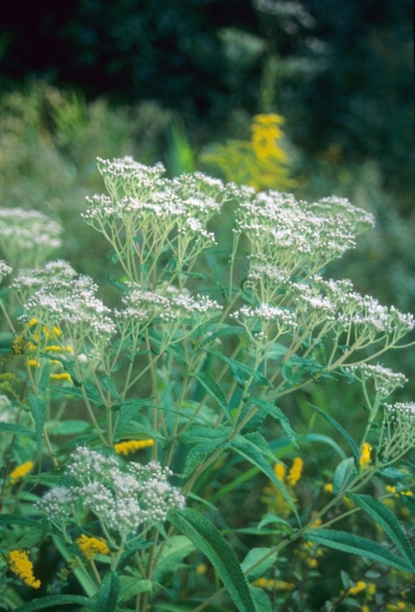 Image of Eupatorium perfoliatum