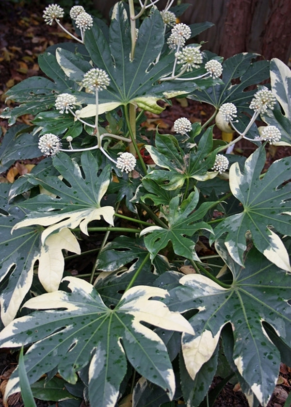 Image of Fatsia japonica 'Variegata'