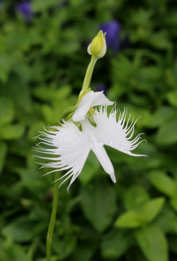 Image of Habenaria radiata