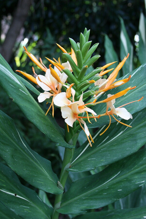 Hedychium A Hardy Ginger Plant For The Garden Article By Plant Delights Nursery