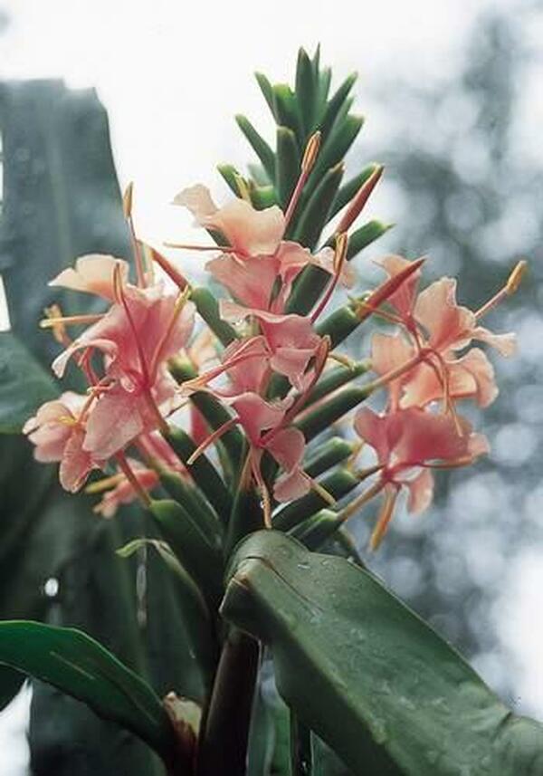 Image of Hedychium 'Elizabeth'