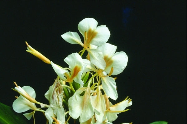 Image of Hedychium 'Gold Flame'