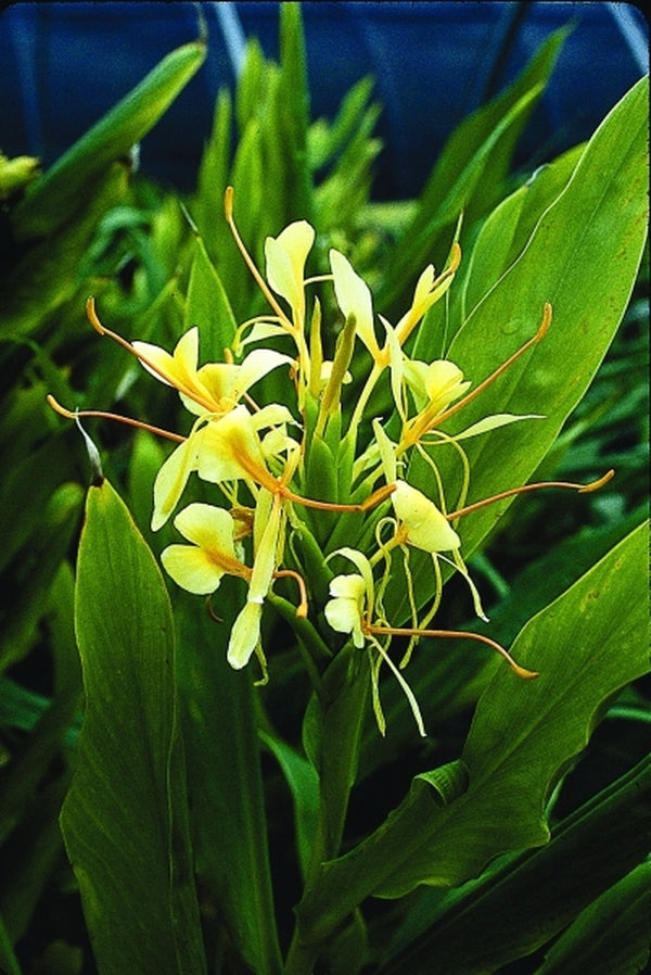 Image of Hedychium 'Lemon Beauty'