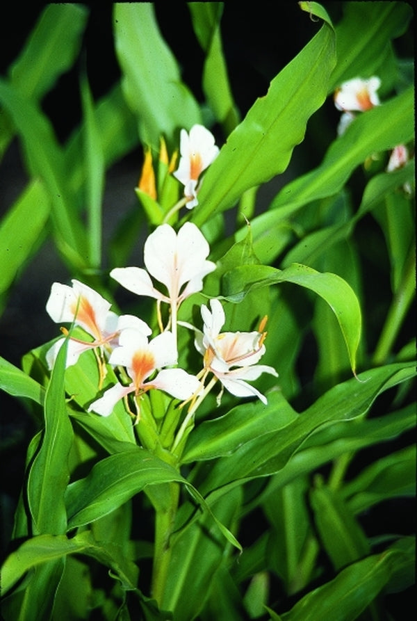 Image of Hedychium 'Pink Flame'