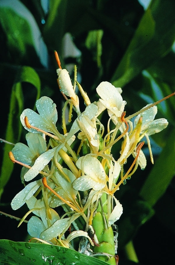 Variegated Tri Color Ginger Tropical Plan,t Red, Green, White