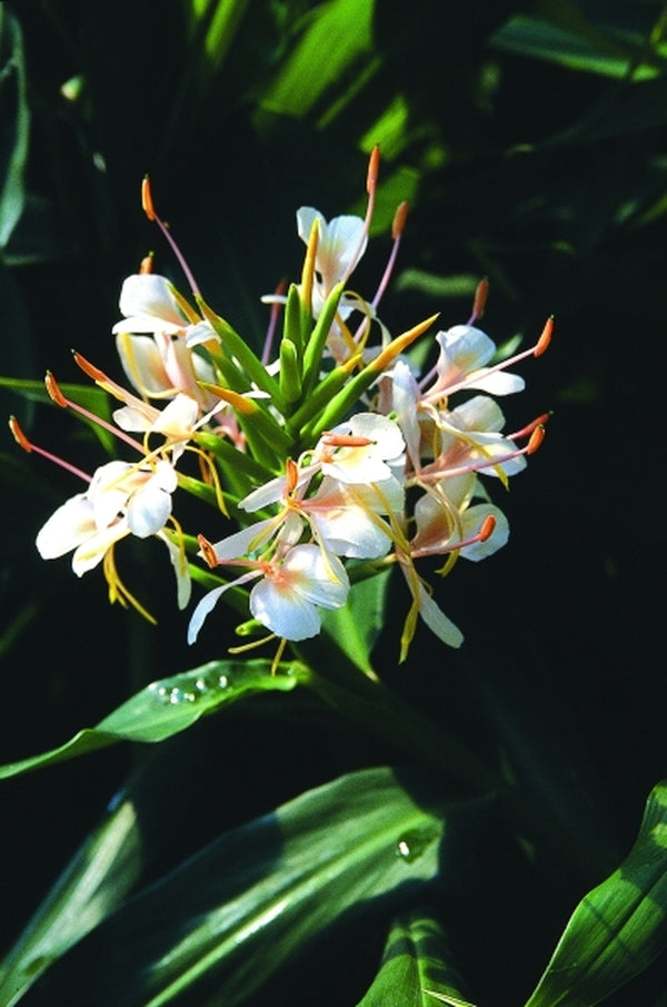 Image of Hedychium 'Tai Conch Pink'