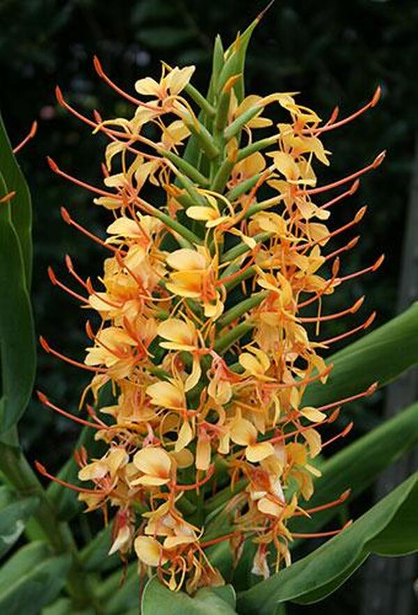 Image of Hedychium 'Tai Golden Goddess'