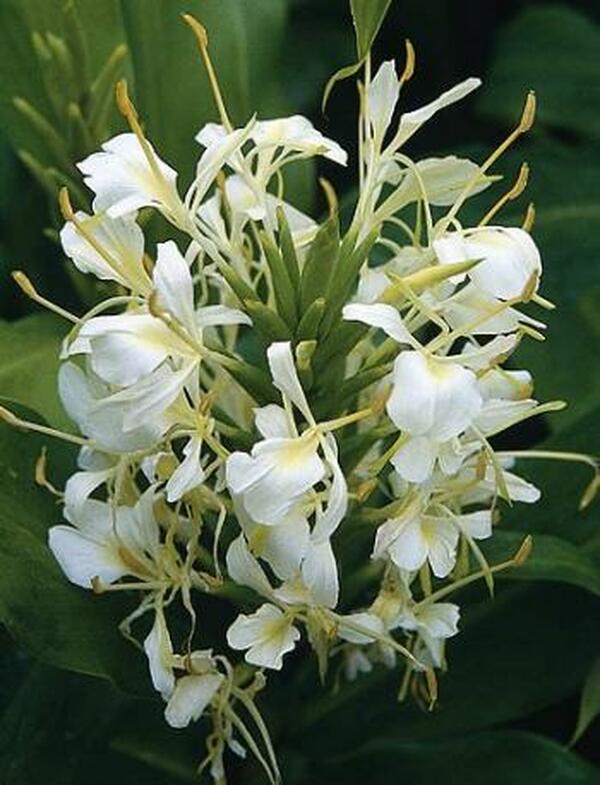 Image of Hedychium 'Tai Savannah'