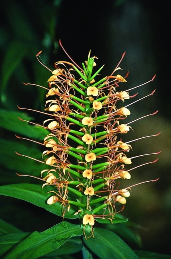 Image of Hedychium coccineum 'Disney'