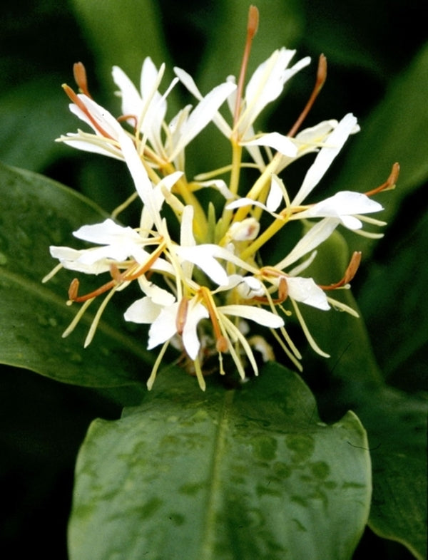 Image of Hedychium forrestii