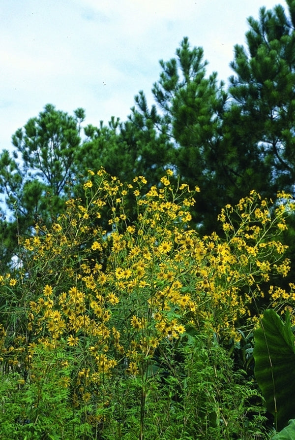 Image of Helianthus verticillatus