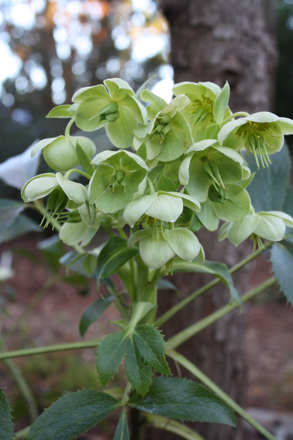 Image of Helleborus argutifolius Majorca form