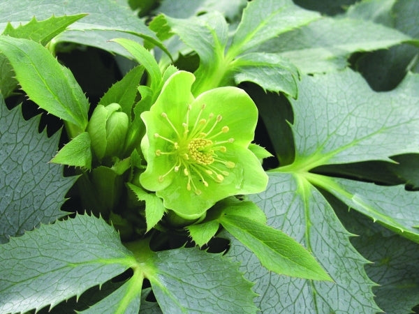 Image of Helleborus argutifolius 'Silver Lace'