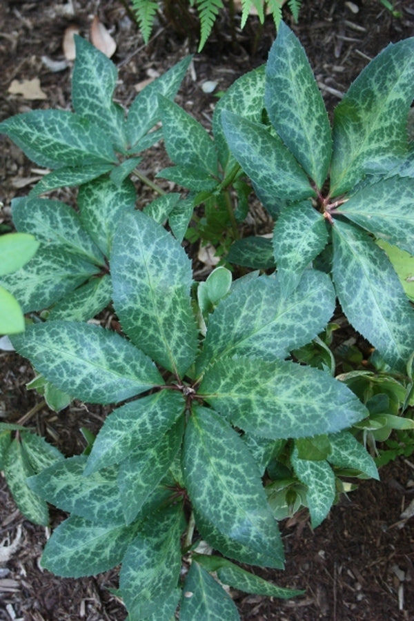 Image of Helleborus x ericsmithii 'Winter Moonbeam'