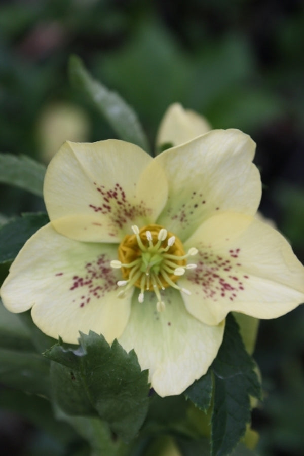 Image of Helleborus x hybridus 'Mello Yellow' Strain