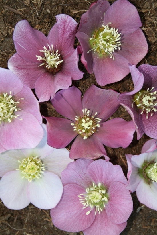 Learn about Helleborus x hybridus PDN Pink 2 QT | Hybrid Lenten Rose ...