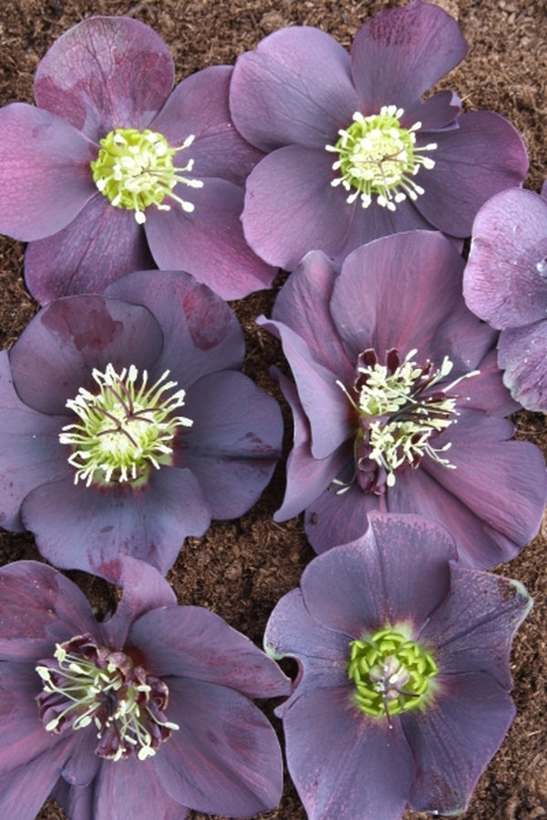 Helleborus -hybridus-PDN-Purple-2-QT.i-7041.s-63103.r-1_20665ff9-303c-42ef-b924-da156e97b6b0.jpg?v=1653316983