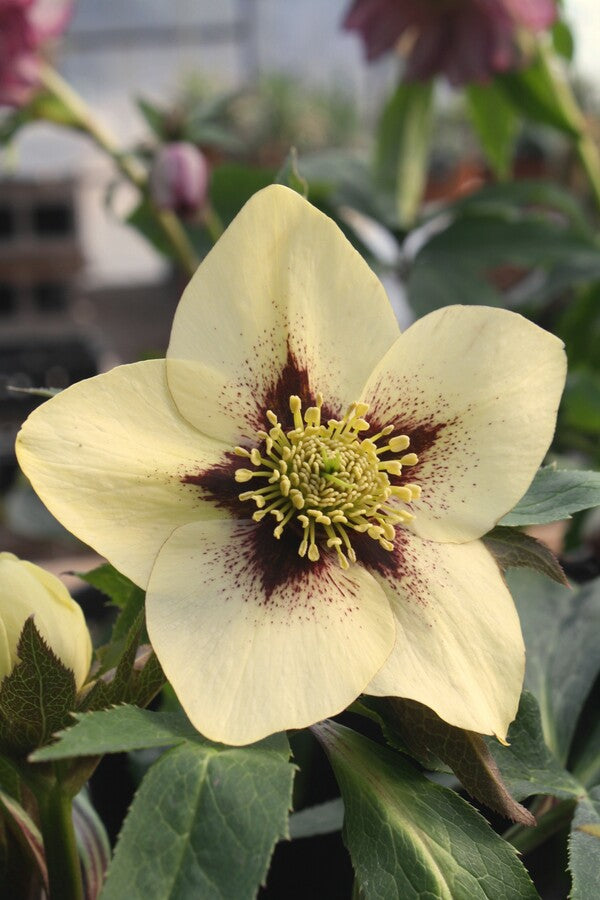 Image of Helleborus x hybridus PDN Yellow w/Purple Eyezone 2 QT