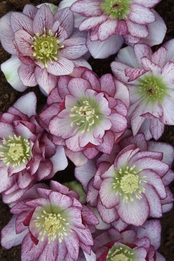 Image of Helleborus x hybridus Winter Delights Double Bicolor