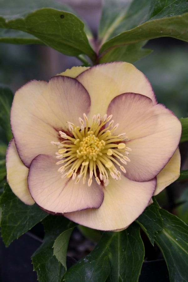 Image of Helleborus x hybridus Winter Delights Peach