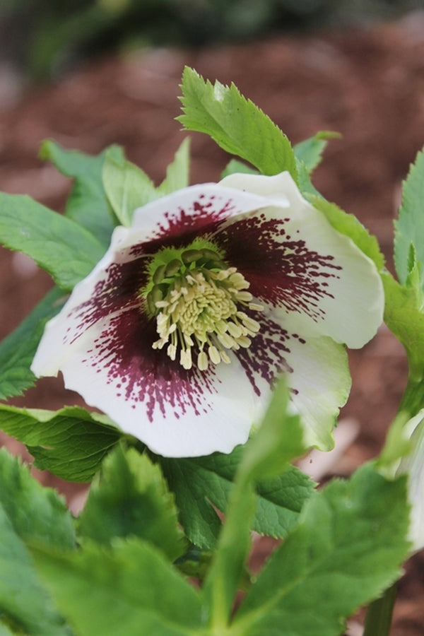 Image of Helleborus x hybridus Winter Delights Red w/ White Edge