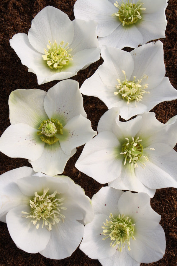 Image of Helleborus x hybridus Winter Delights White