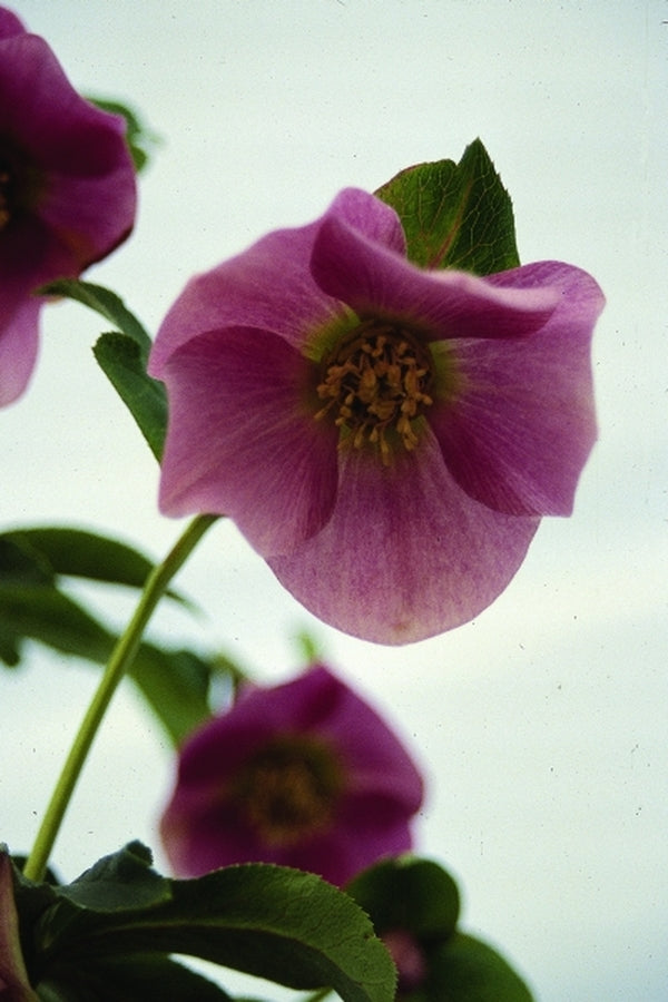 Image of Helleborus x hybridus