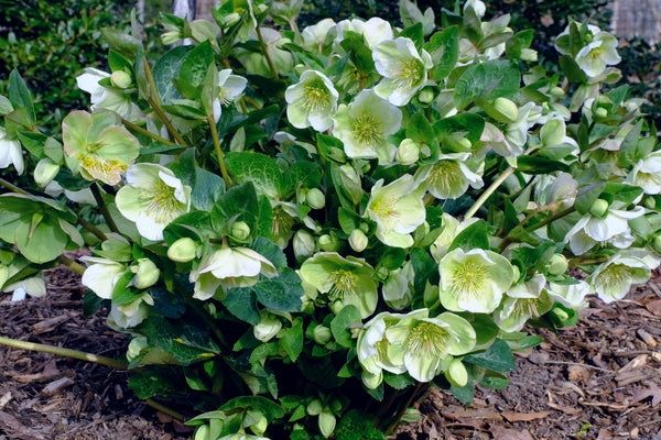 Image of Helleborus x iburgensis 'Molly's White' PP 25,685