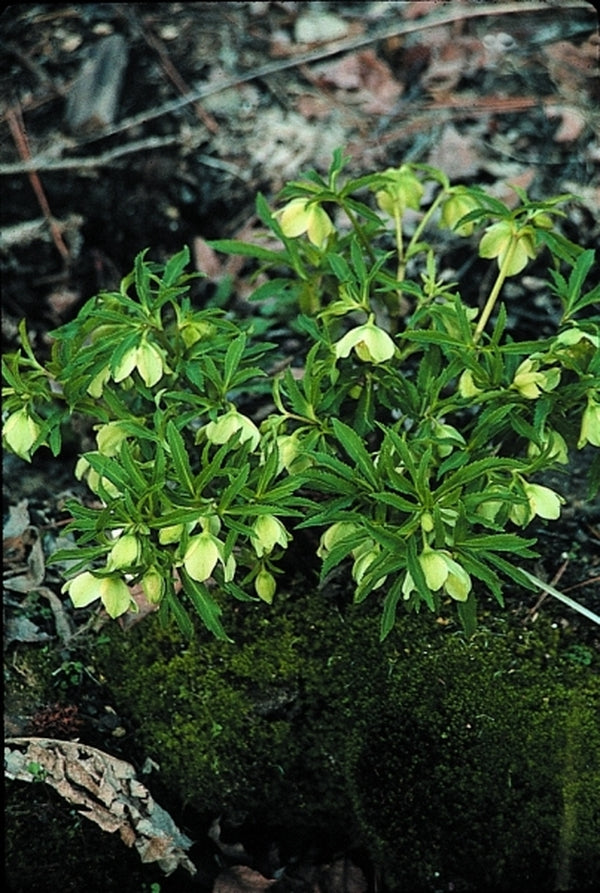 Image of Helleborus viridis