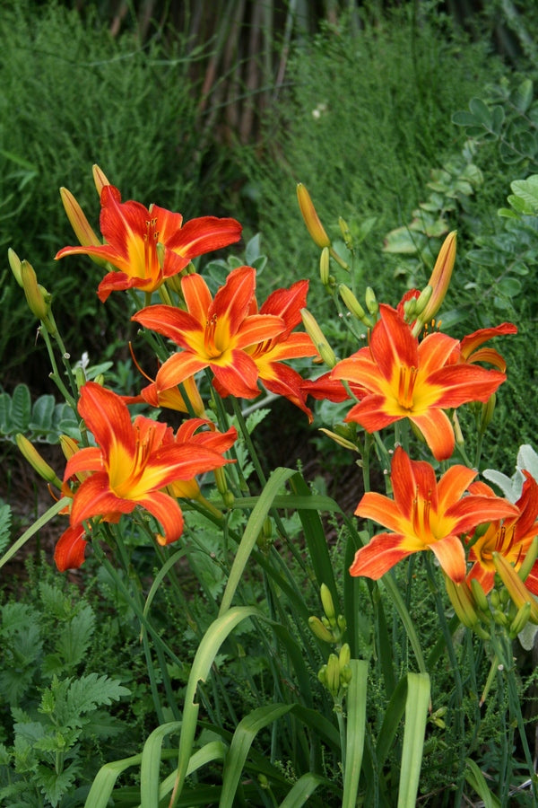 Image of Hemerocallis 'August Flame'